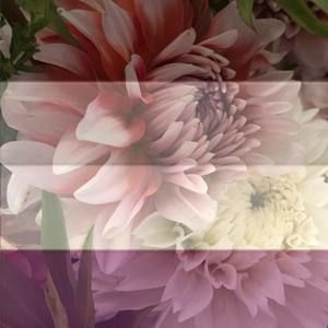 Meet your Posher, Rebekah